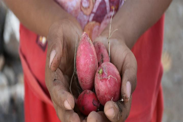 instan-a-medidas-urgentes-por-crisis-mundial-de-seguridad-alimentaria