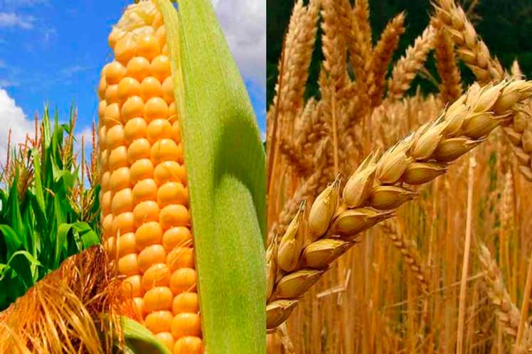 América-Latina-precios-maíz-trigo