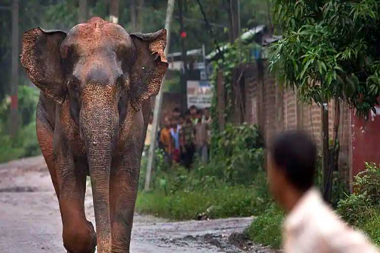 India-muertos-ataque-elefantes