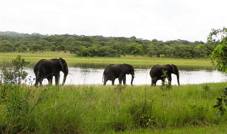 Malawi elefantes