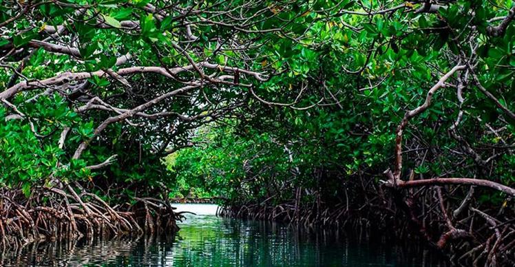 promoveran-atractivo-ecologico-y-cultural-de-manglares-en-dominicana