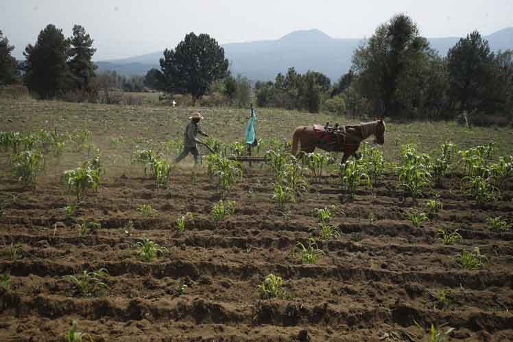 Mexico-agro