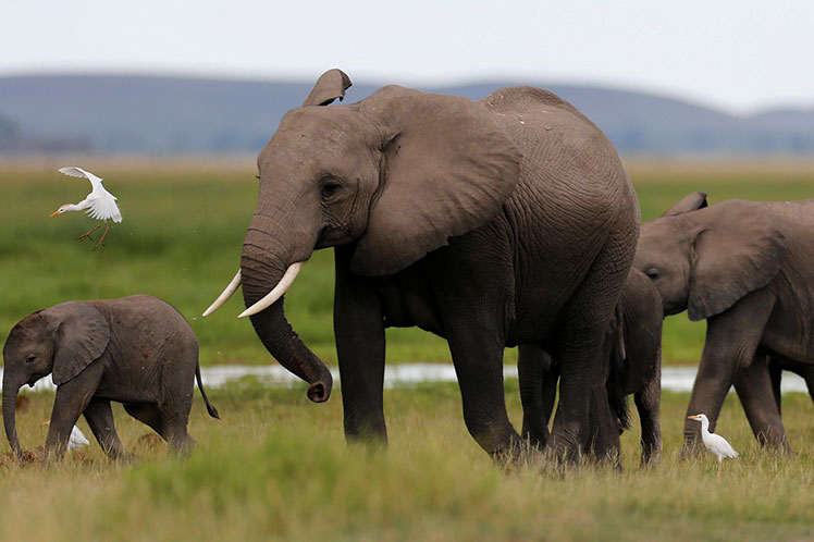 sequia-hace-migrar-a-los-elefantes-en-el-sur-de-africa