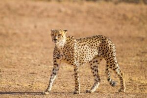 India, Namibia, acuerdo, guepardos