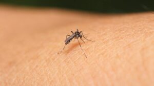 virus-del-zika-se-extendio-a-varias-partes-de-india