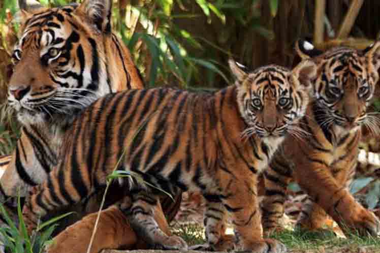 poblacion-de-tigres-de-nepal-aumento-a-355-ejemplares