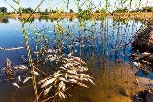 Alemania-rio-Oder-contaminación