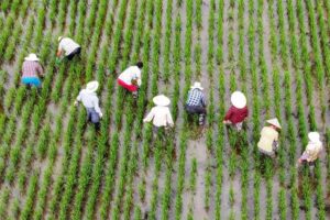 china-destina-mas-fondos-a-asegurar-la-produccion-agricola