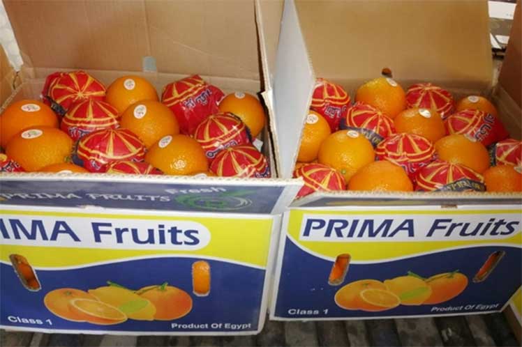 Egipto-Naranjas-Export