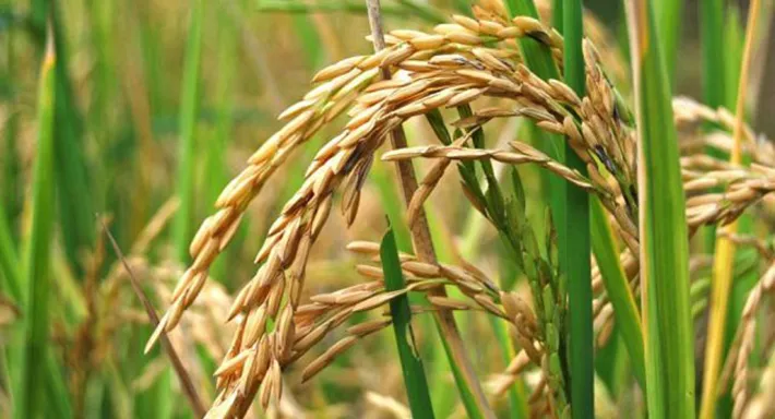 panama-acoge-a-cientificos-de-america-latina-en-foro-sobre-arroz