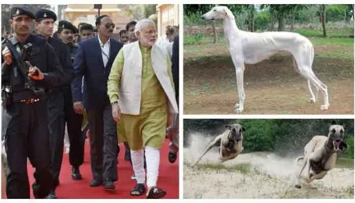 perros-sabuesos-mudhol-protegeran-al-primer-ministro-de-india