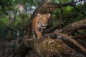 naturalistas-conmemoran-dia-internacional-del-jaguar