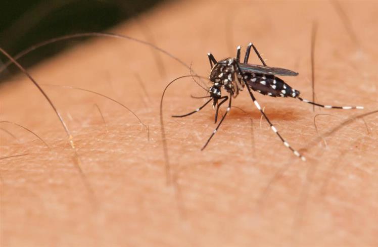 India dengue