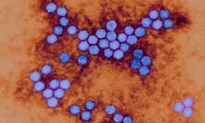 eeuu-gobernadora-declara-emergencia-por-poliomielitis-en-nueva-york