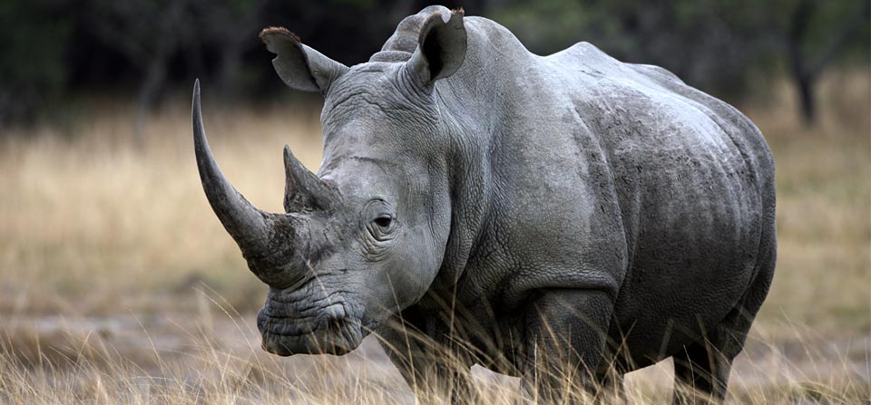 policia-sudafricana-investiga-robo-de-cuernos-de-rinoceronte