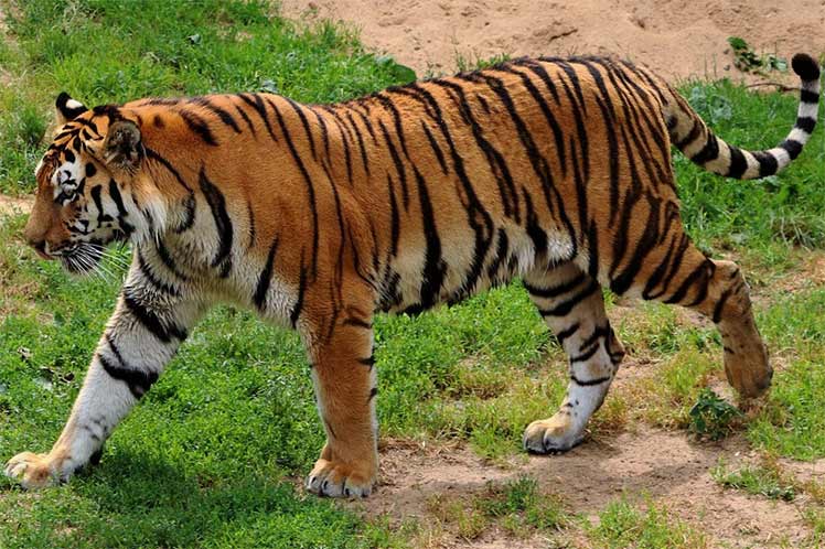 capturan-a-tigre-escapado-en-sudafrica