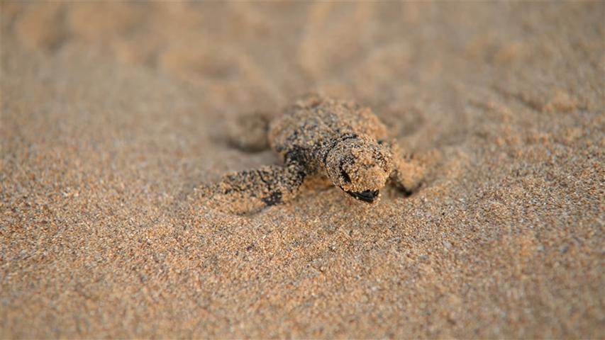  liberan-ultimas-tortugas-al-mar-de-reserva-marina-de-libano