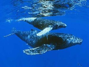 ballenas-azules