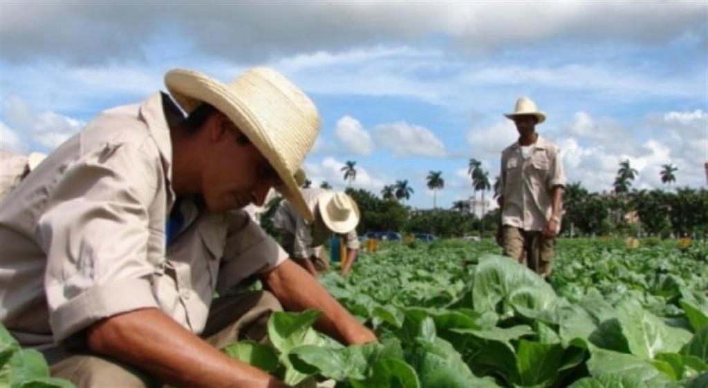 Agricultura Cuba