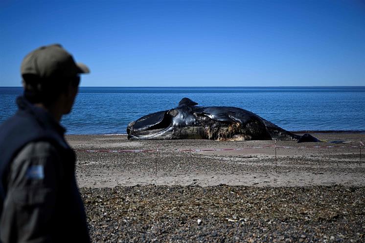 Argentina ballenas muertas