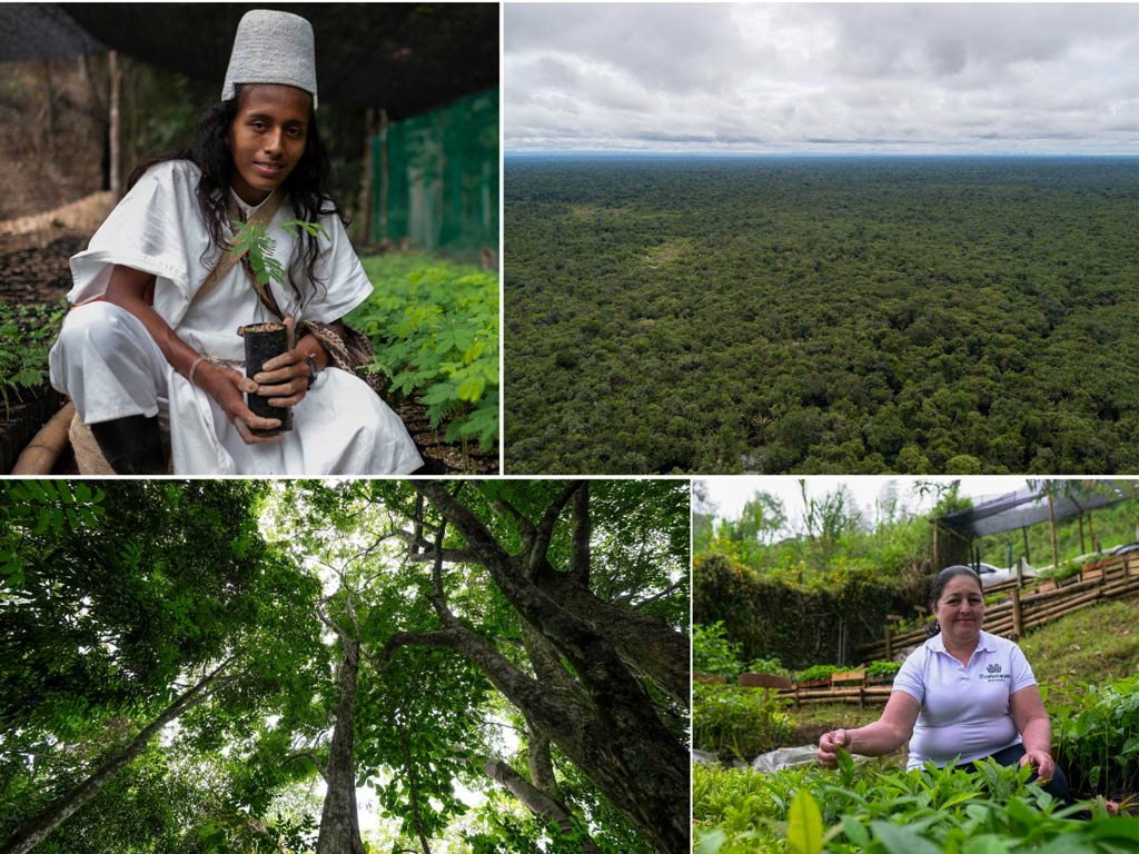 ColoberturaForestalColombia