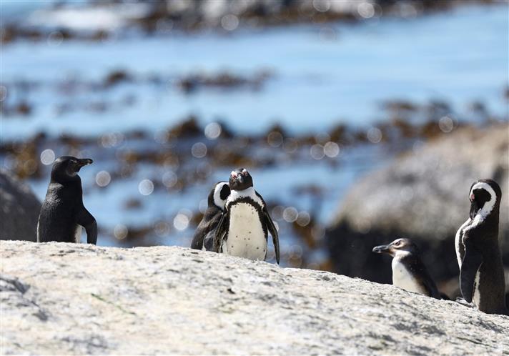 Sudafrica fiebre aviar pingüinos
