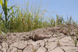 Uruguay agricultura sequia