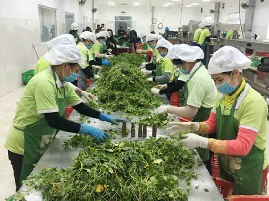vietnam-duplica-superavit-en-productos-agroforestales-y-acuaticos