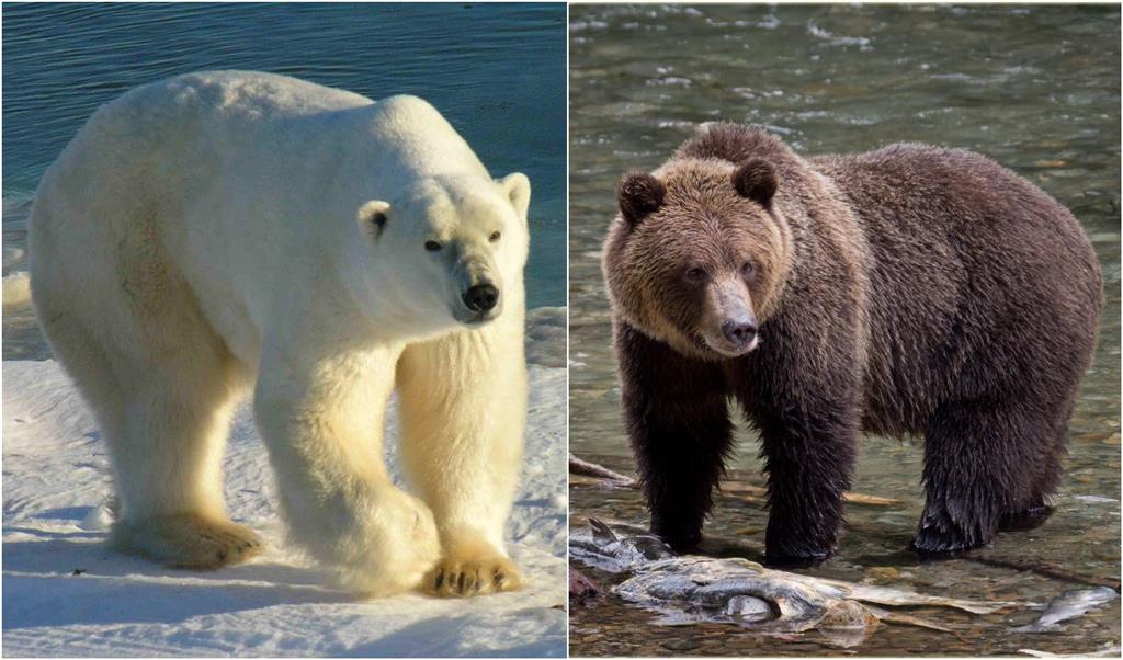 Siberia especie oso