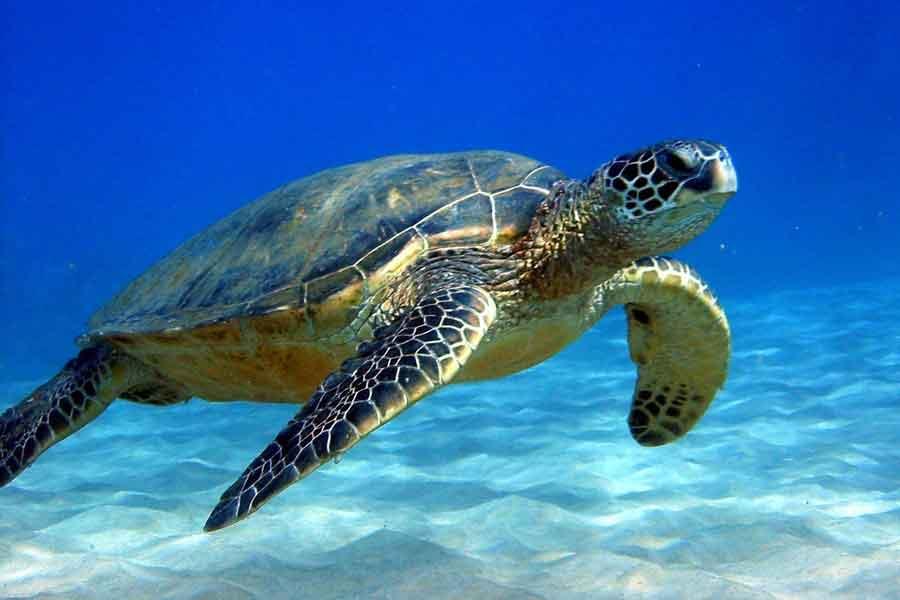 cientos-de-tortugas-golfinas-se-aparean-en-costa-de-india
