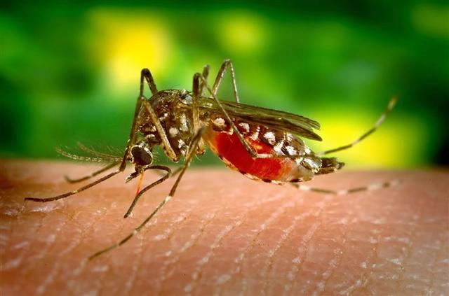 acciones-sanitarias-en-costa-rica-ante-nuevo-caso-de-dengue-tipo-4