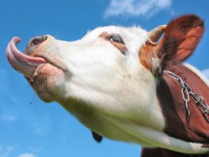 lengua-bovina