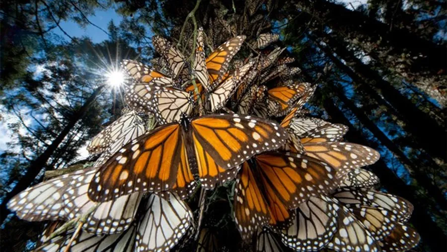 monarca mariposa mexico 
