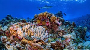 gran-barrera-de-coral-podria-considerarse-patrimonio-en-peligro