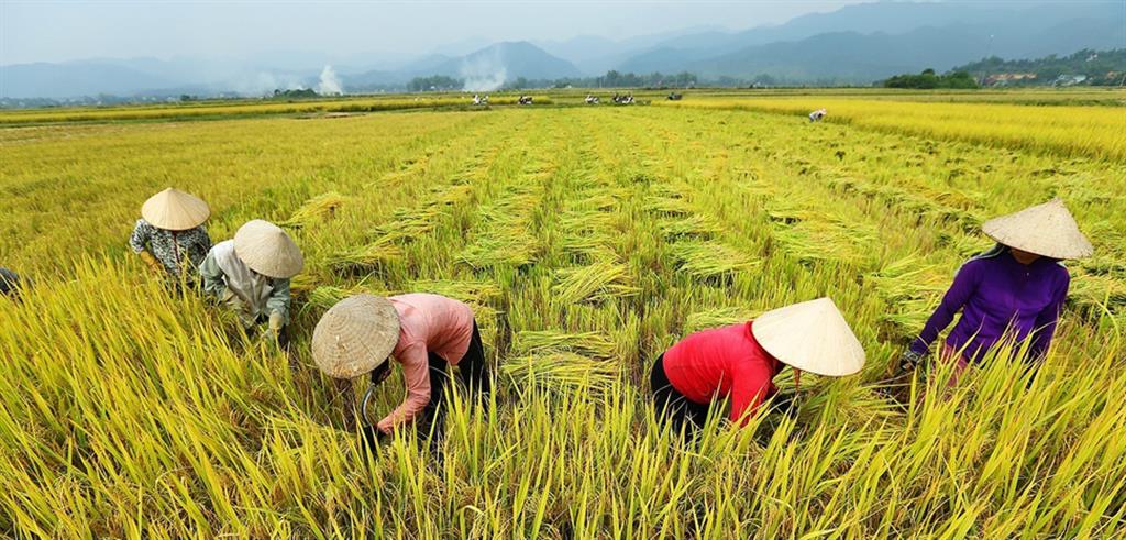 Vietnam agricultura