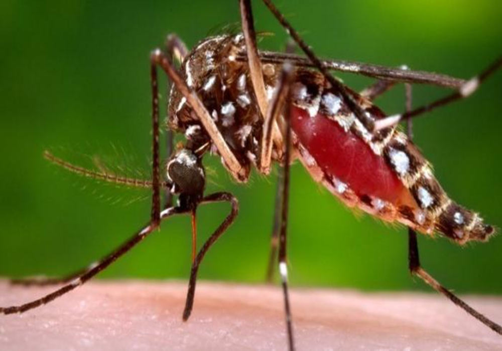 Bangladesh-dengue