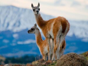 Guanaco