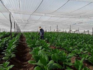 logran-extensas-siembras-de-tabaco-tapado-para-la-exportacion-en-cuba