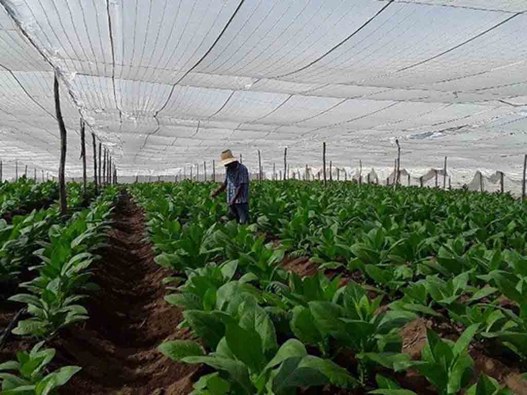logran-extensas-siembras-de-tabaco-tapado-para-la-exportacion-en-cuba