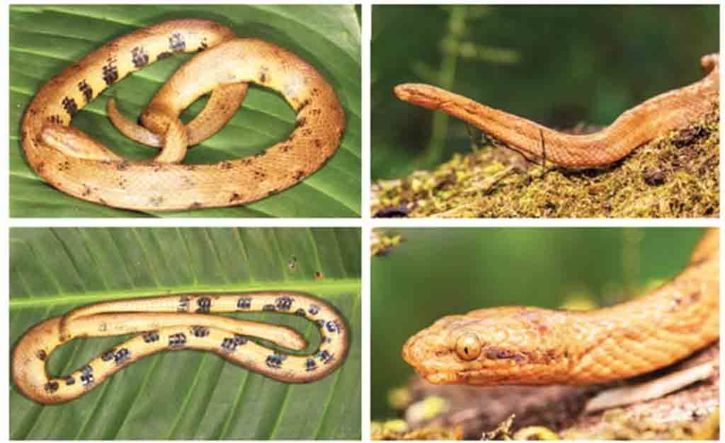 descubren-en-ecuador-nueva-especie-de-serpiente
