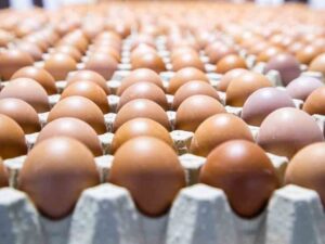 suspension-de-exportacion-de-huevos-en-dominicana-es-temporal