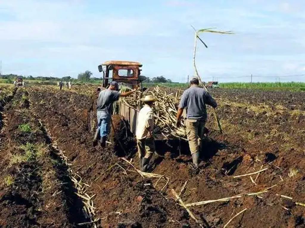 recuperación-cañera