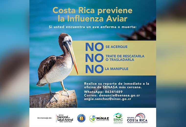 senasa costa rica influenza aviar