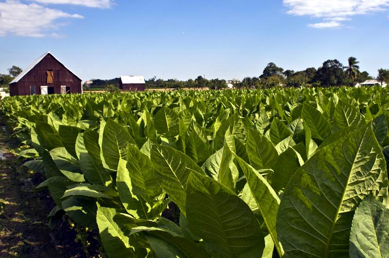 7-plantaciones-de-tabaco-san-juan-martinez-pinar-del-rio-foto-habanos-sa