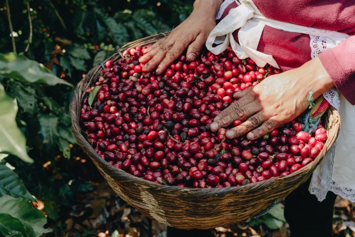 Cosecha de café en El Salvador