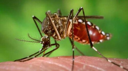 aumentan-los-casos-de-chikungunya-en-cuidados-intensivos-en-paraguay