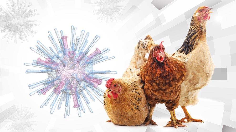 oms-advirtio-sobre-preocupante-alza-de-gripe-aviar