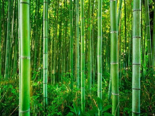 dia-mundial-del-bambu-resalta-economias-y-necesidades