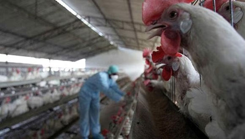 ecuador-anuncia-llegada-de-vacunas-contra-gripe-aviar