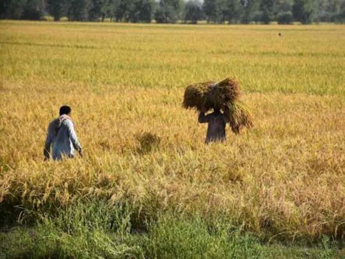 sequia-amenaza-plantaciones-de-arroz-en-haiti